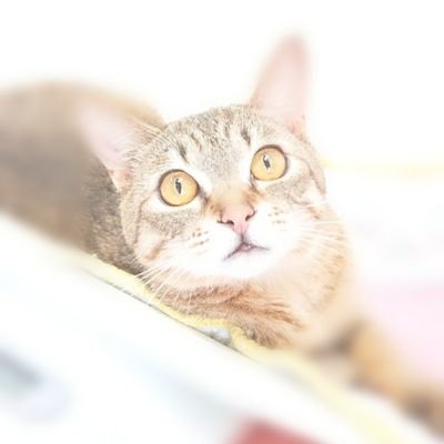 machamama_cat Profile Picture