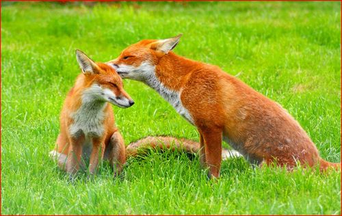WritingFox's profile picture. One of these days and it won't be long.