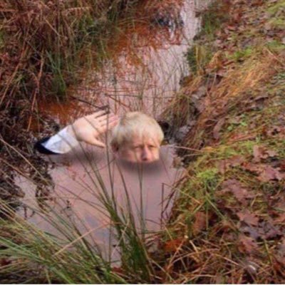 Auberginewaffle's profile picture. 