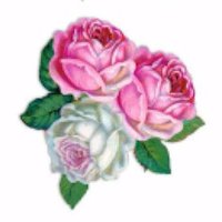 Cabbage Rose Cottage Teashops 🇬🇧 (@crcteashops) 's Twitter Profile