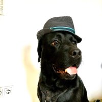 Bandit Robin Hood (@banditrobinhood) 's Twitter Profile Photo Bandit Robin Hood (@banditrobinhood) 's Twitter Profile Photo