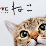 仮想通貨（暗合資産）投資家(まめねこ) (@nyankonahibi) Twitter profile photo