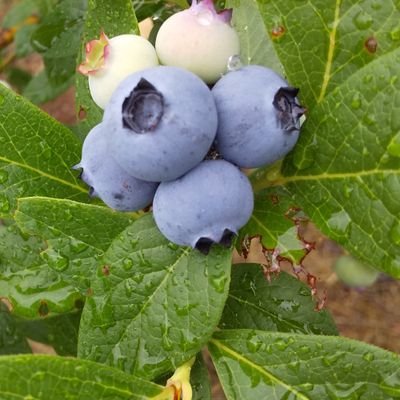 2010年3月24日から夏6月中旬から8月はブルーベリー農園是非食べに来てください茨城県稲敷郡阿見町大形608(あみプレミアムアウトレットの近く)品種はサンライズ.ブルークロップ.ユーリカ.トワイライトOPI等、林愛果、谷村有美、aoco.、西山小雨、根本宗子、水谷加奈、山田萌、京都に住みたい🎶