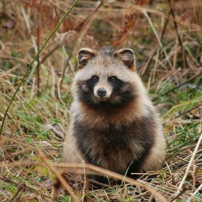 ※たぬき たぬき (@8xW3UZxFLjcVRUv) / Posts / X