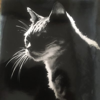 kazu29161384's profile picture. 将棋・麻雀・スポーツ・ドラマ・映画が好き