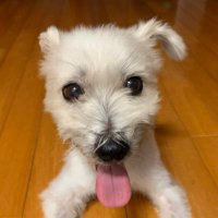 宮川 たま子 (@i1fllszy6ruljie) 's Twitter Profile Photo 宮川 たま子 (@i1fllszy6ruljie) 's Twitter Profile Photo