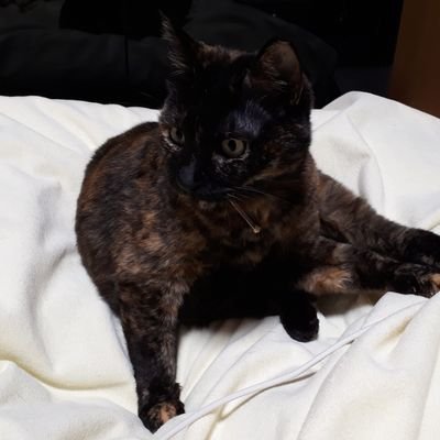 なえぴょん 小春 2年半前の発作時の動画です 生後2ヶ月くらい 可愛い三毛猫の子猫がいるので保護したら 癲癇 てんかん 持ちでした W 癲癇猫
