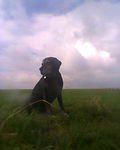 Mr.Kiki was our first black lab, (the most wonderful sweet wise dog ever),when he died we adopted Cees at 7 and Comtesse at 11 years (at almost 14 year she died