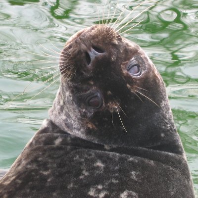 interested in all kind of aspects of the visual system of seals and cephalopods
