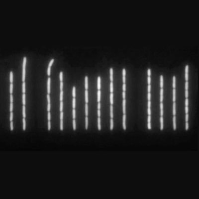 We study quantitative cell physiology. Mother machine/Adder Principle/Entropy & chromosome segregation. Living Histories talk: https://t.co/fhPhSmXinn