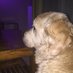 🐶 (@lydiene) Twitter profile photo 🐶 (@lydiene) Twitter profile photo