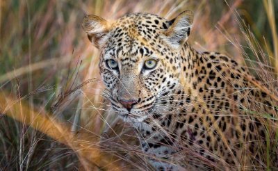 Innocent adventures is a local outfitter based in Moshi, Tanzania. Come trek Mt. Kilimanjaro with us, or experience a once-in-a-lifetime African safari!