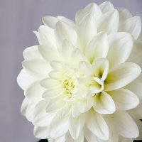 花緒 (@hanao_acterknt) 's Twitter Profile
