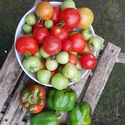 excellent tomato grower and terrier whisperer