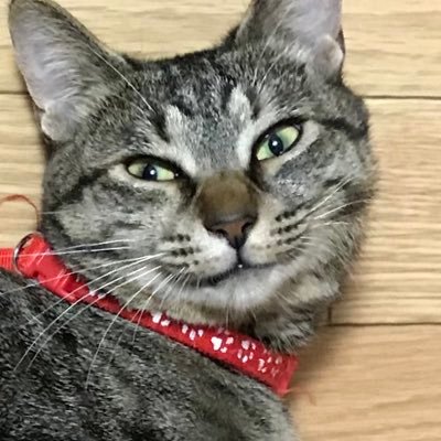 mieka_nyaon's profile picture.
