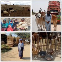 Global Livestock Health Security (@livestockglobal) 's Twitter Profile