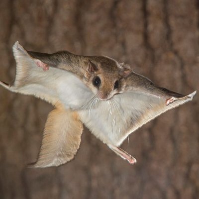 Cyber Squirrel. Interested in Bug bounties and pentest. Streaming to find other amazing hackers to play with.
