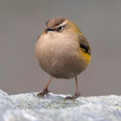 Rock wren or Pīwauwau are NZ's only true alpine bird species. Weighing less than an AA battery, these tiny rock bobbers defy all laws of mountain survival.