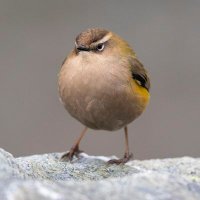 TeamRockWren (@votewren) 's Twitter Profile