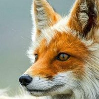 Kenneth Folk (@kennethfolk) 's Twitter Profile