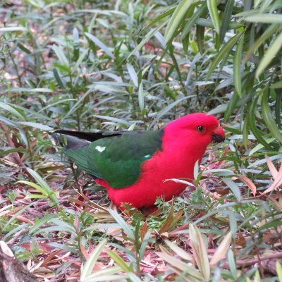 I’m Alex, an avid birder in Canberra. I joined Twitter to share my love of Australian birds.