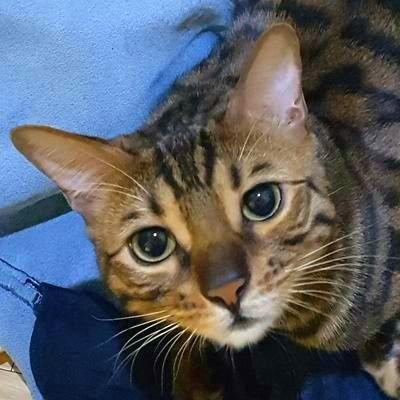 우리집 고양이 빈치 (뱅갈 고양이, 男, 2017년 6월 2일 생, 2017년 7월 29일부터 동거) 사진 올리는 계정 / 계정 이름은 친구한테 추천받았습니다 / 저 집 고양이 이상해에서 저 집 고양이를 담당하고 있습니다