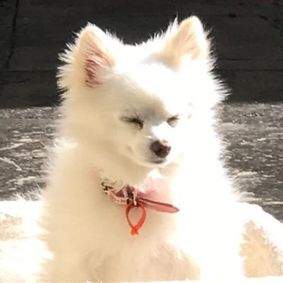 Halcylotusさんのプロフィール画像