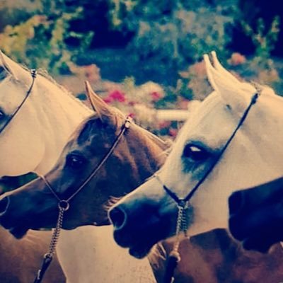 khloudfs's profile picture. Aviation | Cosmology 🔭 | Music | Books