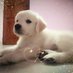 Ruff Ryder (முத்து) (@muthu_gr8) Twitter profile photo Ruff Ryder (முத்து) (@muthu_gr8) Twitter profile photo