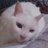 シスイ猫さんのプロフィール画像