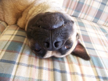 pugherd's profile picture. Professional mood lifter and happiness provider. Michigan USA  🟦