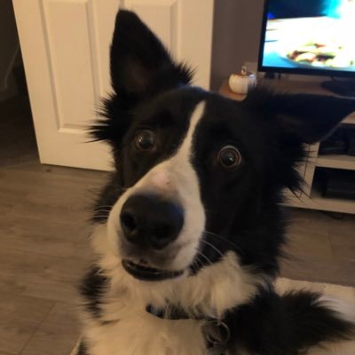 Snoot booper 🐶 Lead Engineer working with #NET and #AWS. @bubblerawk 👰♀️