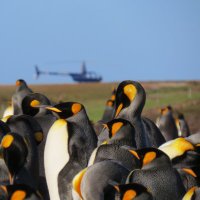 Falklands Helicopter Services(@falklandsheli) 's Twitter Profile Photo