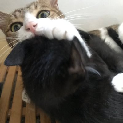 shieraさんのプロフィール画像