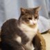 ねこのもも (@momomoriri1105) Twitter profile photo ねこのもも (@momomoriri1105) Twitter profile photo