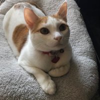 Steph (@mewfish) 's Twitter Profile