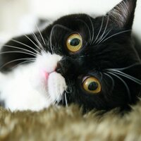 Kalle Blumkvists (@mordaans) 's Twitter Profile