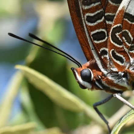 Charaxes3 Profile Picture