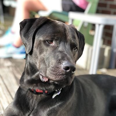 I'm a Black Lab Mix 🐶 I LOVE food🍗 chasing squirrels🐿  and my family❤ I was adopted when I was 3 and now I am almost 8! I was named after Peyton Manning 🏈