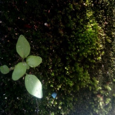 fetungas's profile picture. Hola, soy el mini Tumbas 5000.
Mi Padre es el Tumbas 5000 barrio pesao'
Y mi Madre es la gran Repostera, Cristi 
.
No hate, solo humor.