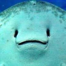 rikuou29's profile picture. 