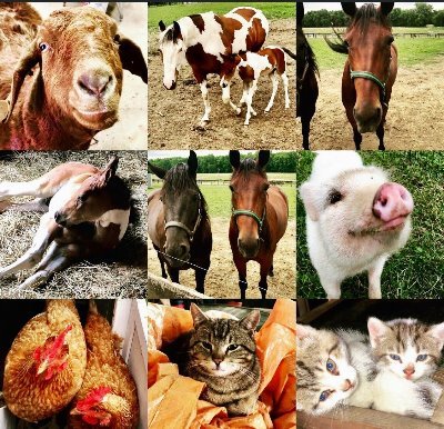 FCOanimals's profile picture. We are located in Franklin County Ohio, but help rescue animals all over the country. Saving from death, finding homes, and returning lost animals