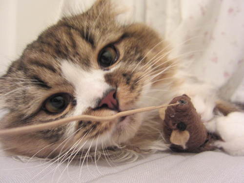 minimeows's profile picture. Dusky, Cheese Puff and Egbert, 3 spoiled #kitties living in #HongKong!