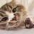 minimeows's profile image
