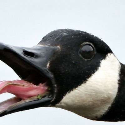 HONK_FOR_GEESE's profile picture. I'm a goose 
Always ready to give a good HONK
Send Goose Pics