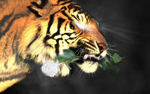 de_ruijter's profile picture. 