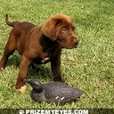 Deirdre Adams  - @Dazzlebabe217 - Twitter