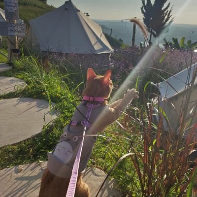 korntanan's profile picture. happy