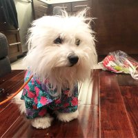 Ramya Tangellamudi (@ramyatangellam1) 's Twitter Profile