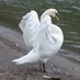 @swan1211